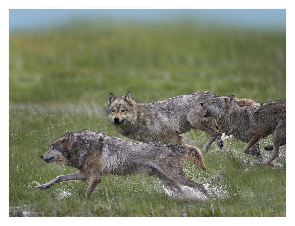 Gray Wolf trio running through water, North America-Paper Art-34"x26"