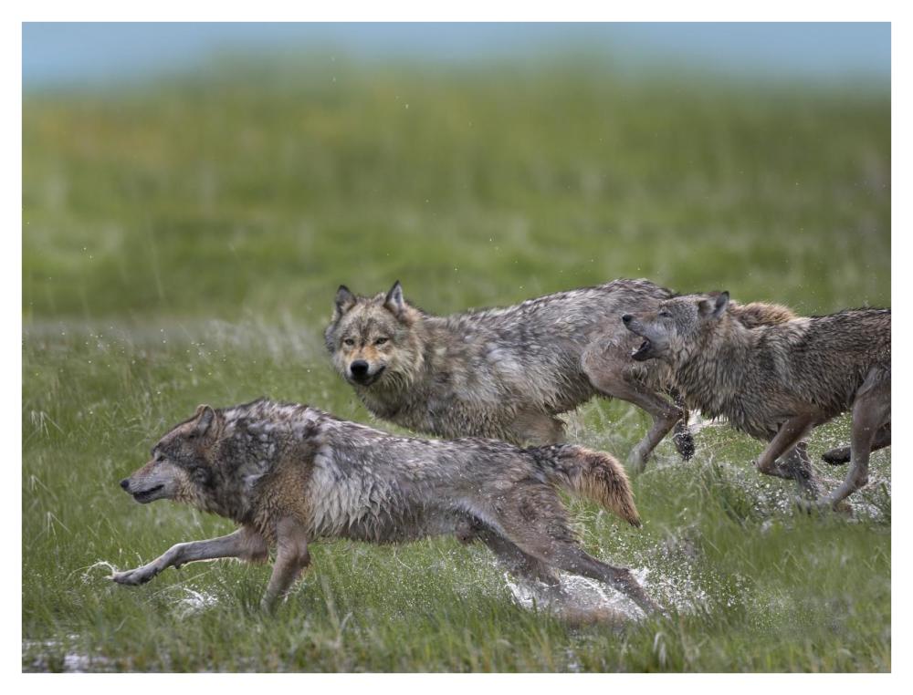 Gray Wolf trio running through water, North America-Paper Art-42"x32"