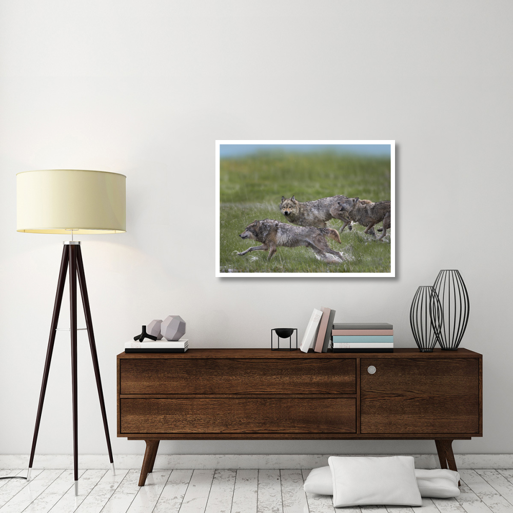 Gray Wolf trio running through water, North America-Paper Art-42&quotx32"