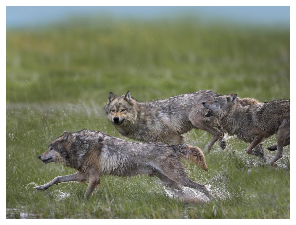Gray Wolf trio running through water, North America-Paper Art-50"x38"