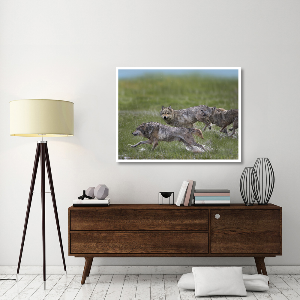 Gray Wolf trio running through water, North America-Paper Art-50&quotx38"