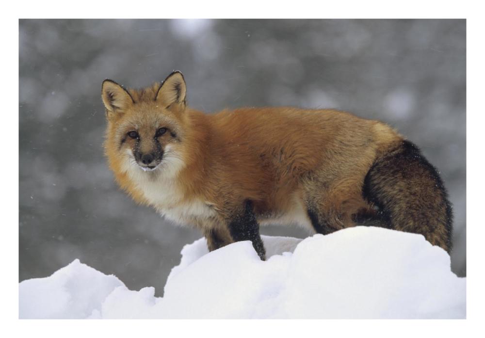 Red Fox standing at the top of a snow bank, Montana-Paper Art-26"x18"
