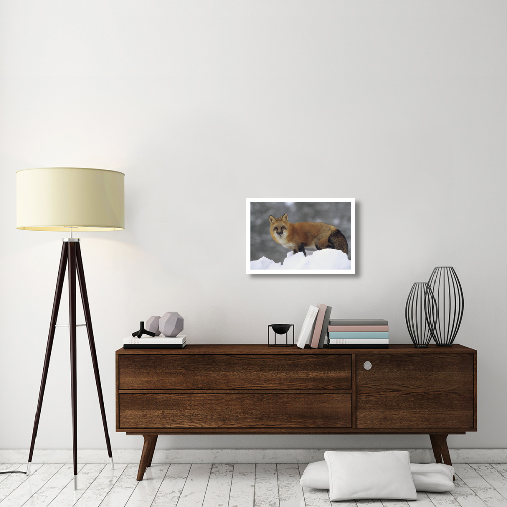 Red Fox standing at the top of a snow bank, Montana-Paper Art-26&quotx18"