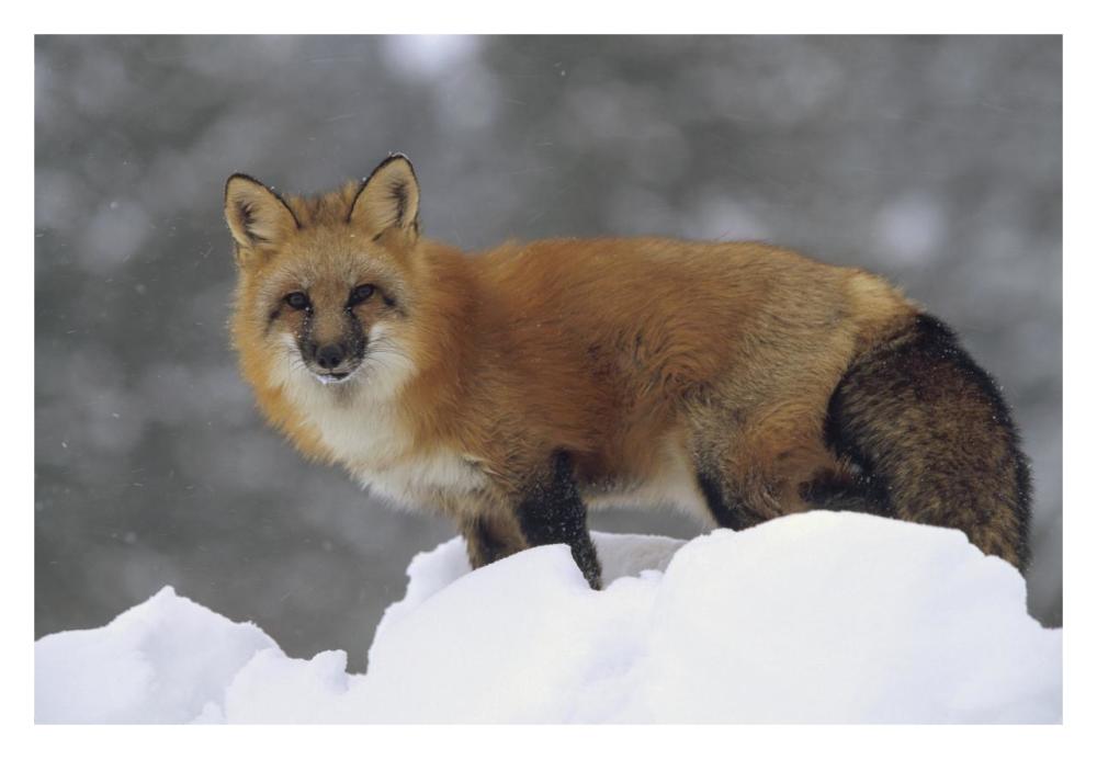 Red Fox standing at the top of a snow bank, Montana-Paper Art-32"x22"