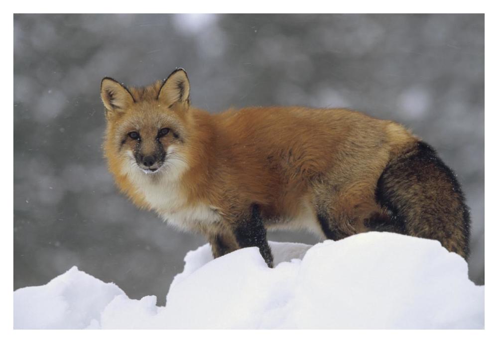 Red Fox standing at the top of a snow bank, Montana-Paper Art-38"x26"