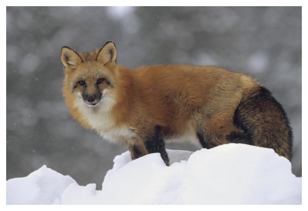 Red Fox standing at the top of a snow bank, Montana-Paper Art-50"x34"