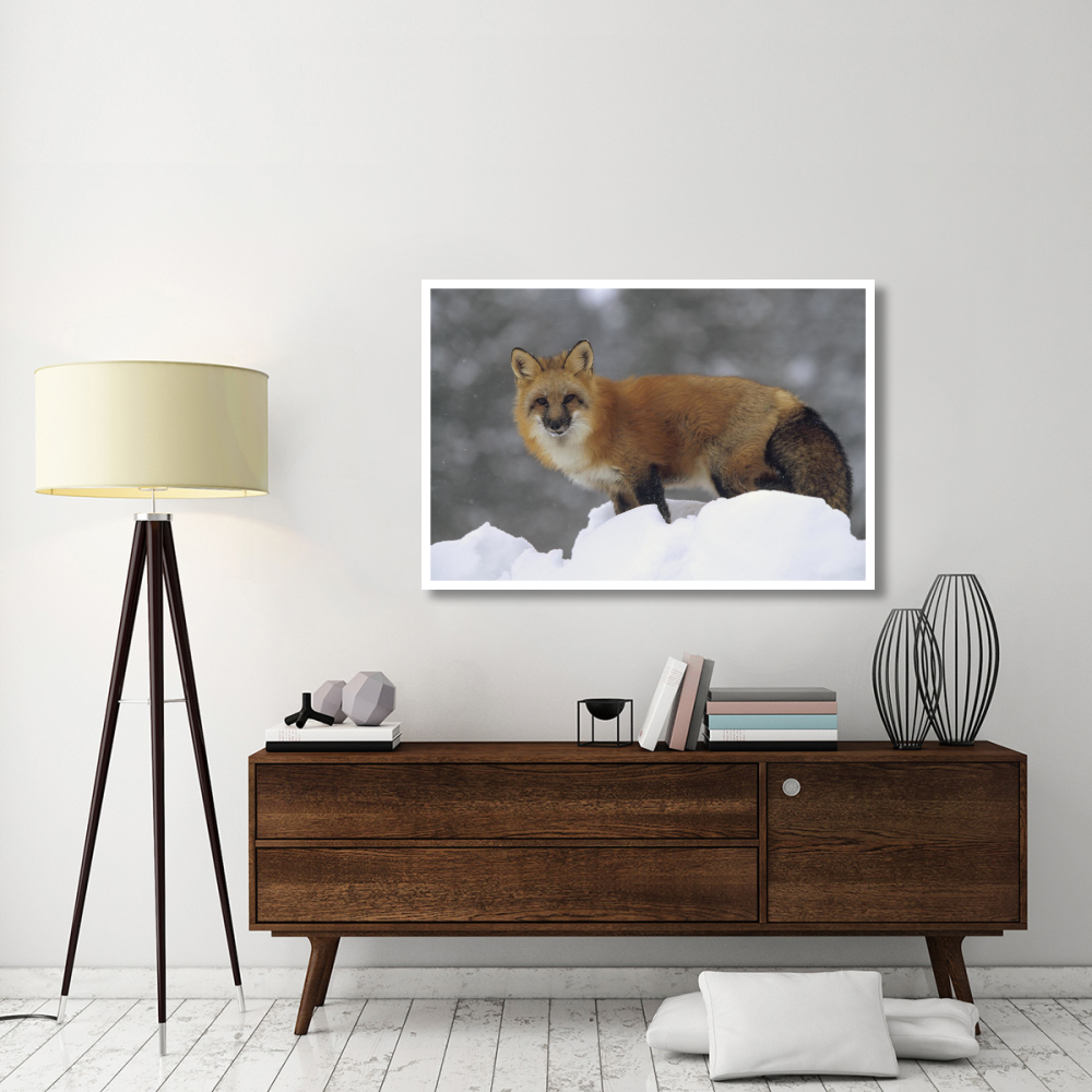 Red Fox standing at the top of a snow bank, Montana-Paper Art-50&quotx34"