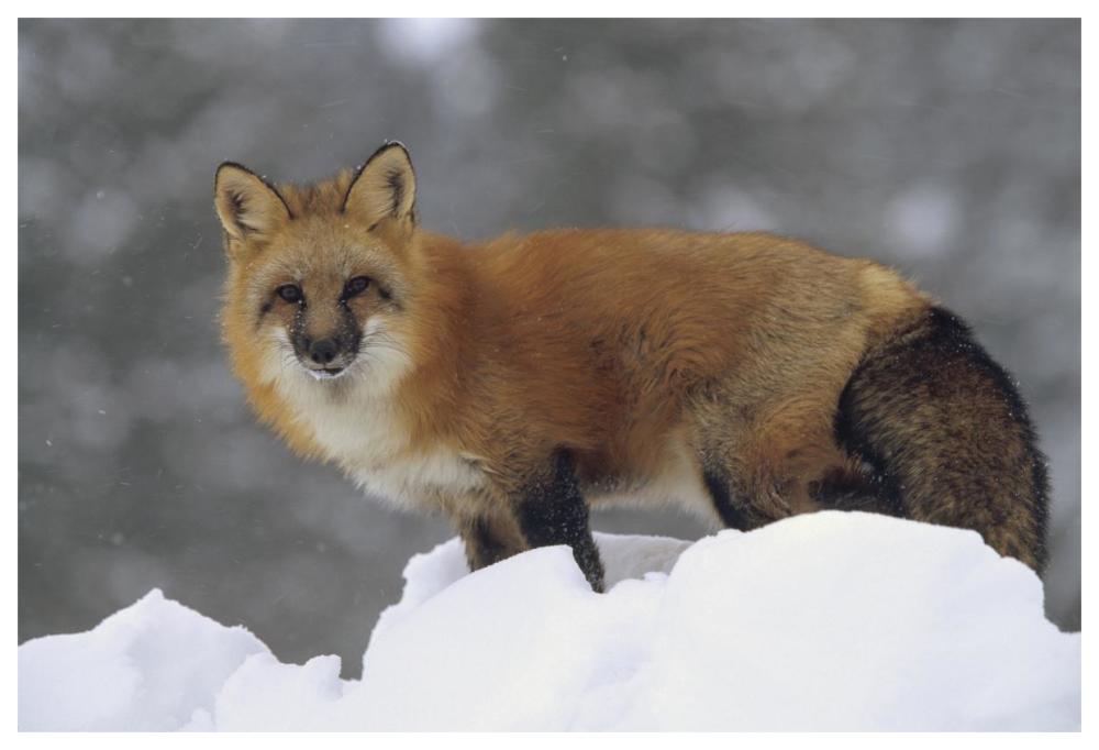 Red Fox standing at the top of a snow bank, Montana-Paper Art-62"x42"