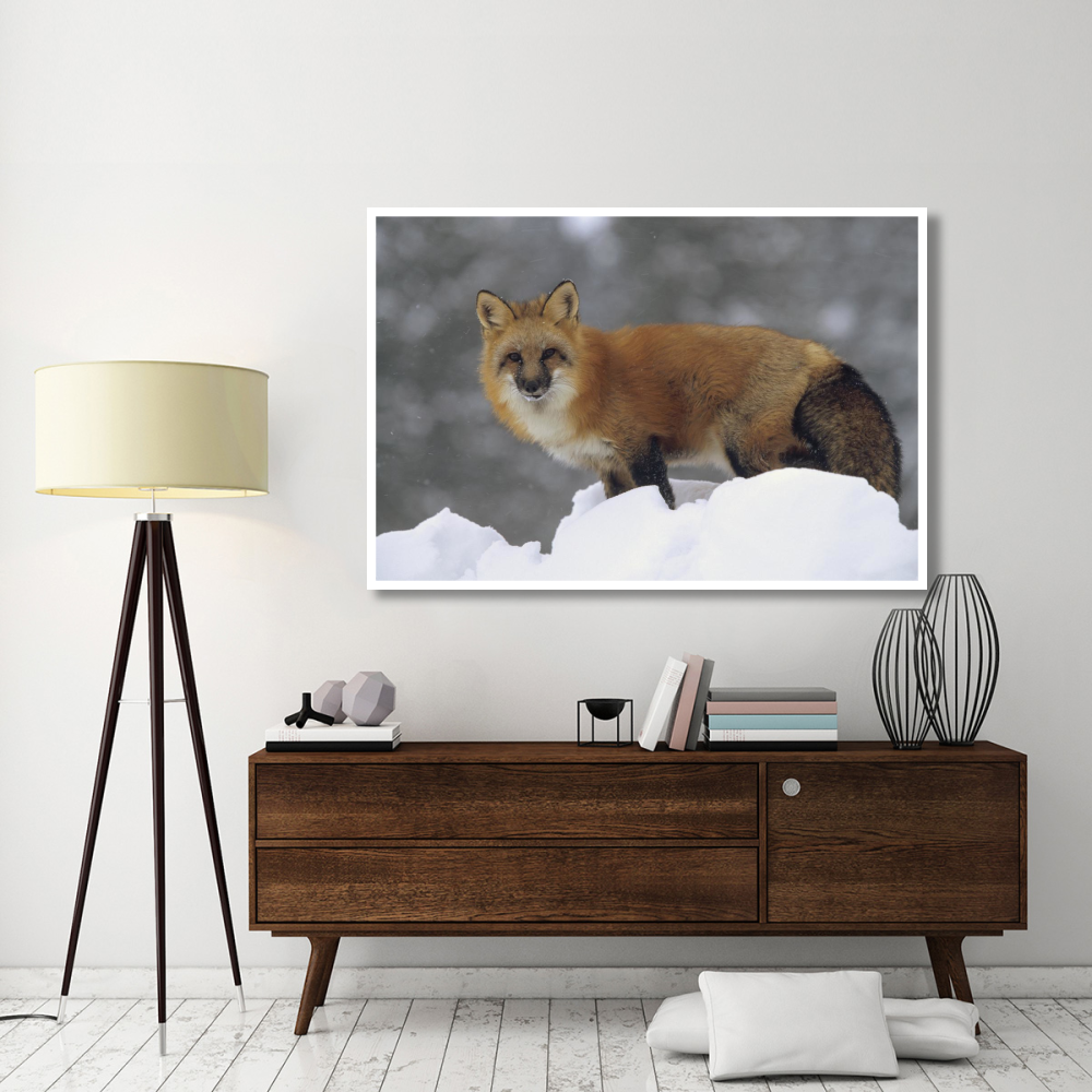 Red Fox standing at the top of a snow bank, Montana-Paper Art-62&quotx42"