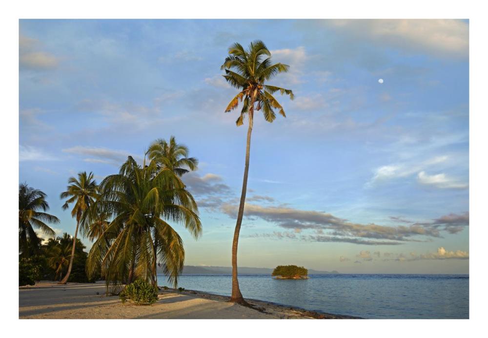 Coconut Palm trees on Pamilacan Island, Philippines-Paper Art-26"x18"