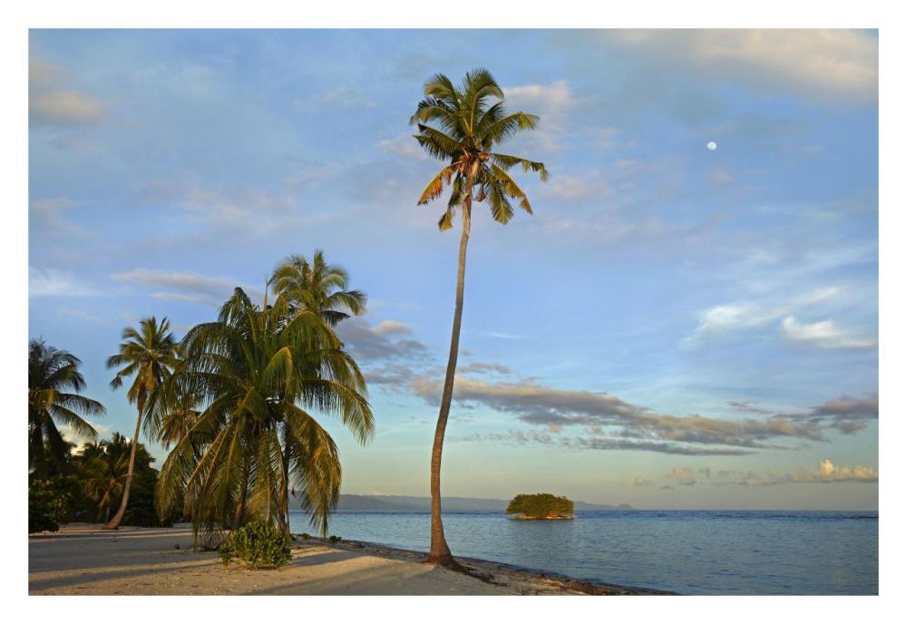 Coconut Palm trees on Pamilacan Island, Philippines-Paper Art-32"x22"