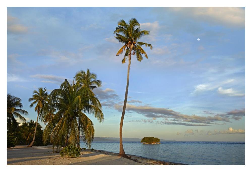 Coconut Palm trees on Pamilacan Island, Philippines-Paper Art-38"x26"