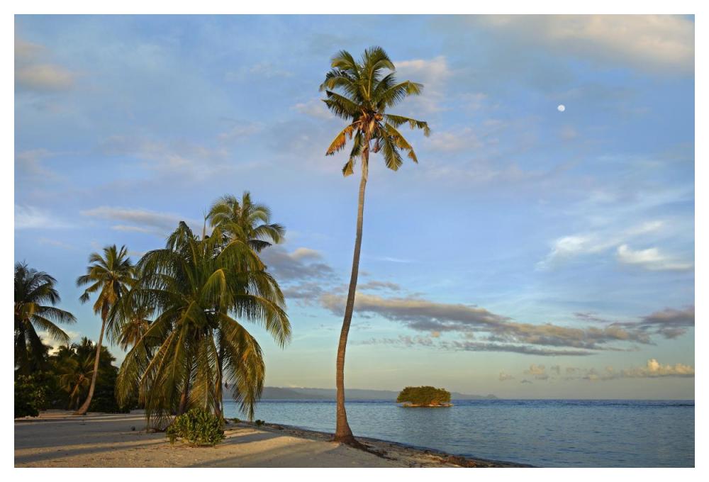 Coconut Palm trees on Pamilacan Island, Philippines-Paper Art-50"x34"