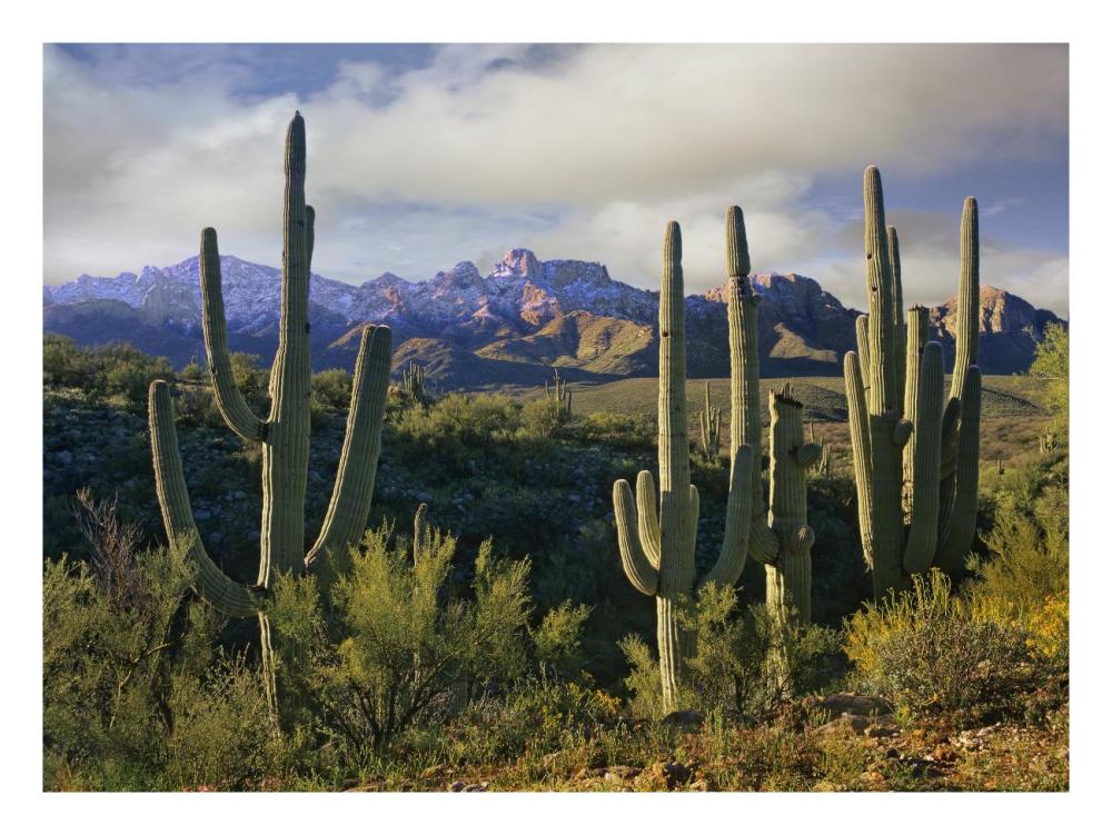 Saguaro cacti and Santa Catalina Mountains, Arizona-Paper Art-26"x20"