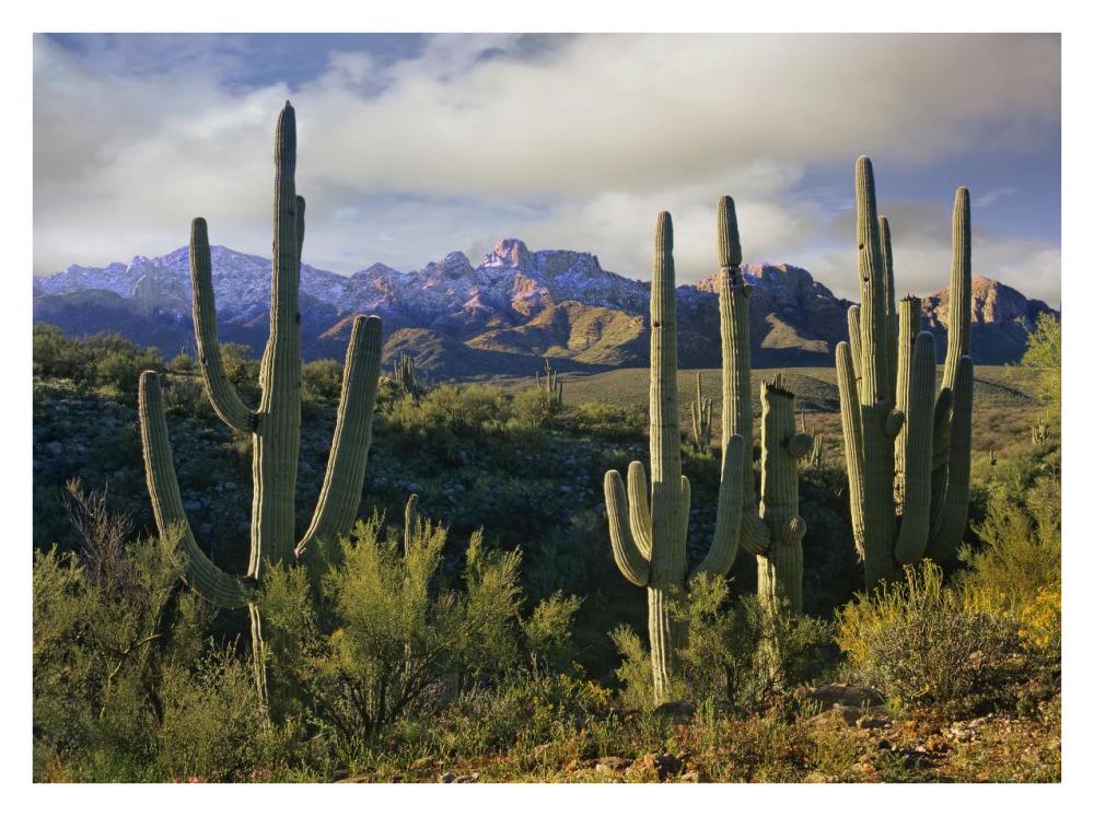 Saguaro cacti and Santa Catalina Mountains, Arizona-Paper Art-34"x26"