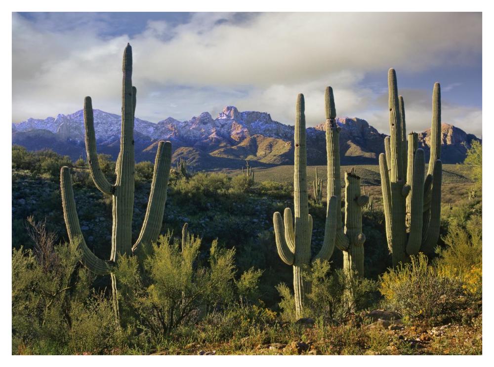 Saguaro cacti and Santa Catalina Mountains, Arizona-Paper Art-42"x32"