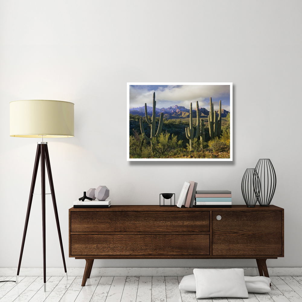 Saguaro cacti and Santa Catalina Mountains, Arizona-Paper Art-42&quotx32"