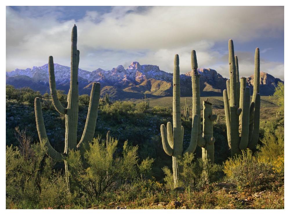 Saguaro cacti and Santa Catalina Mountains, Arizona-Paper Art-50"x38"
