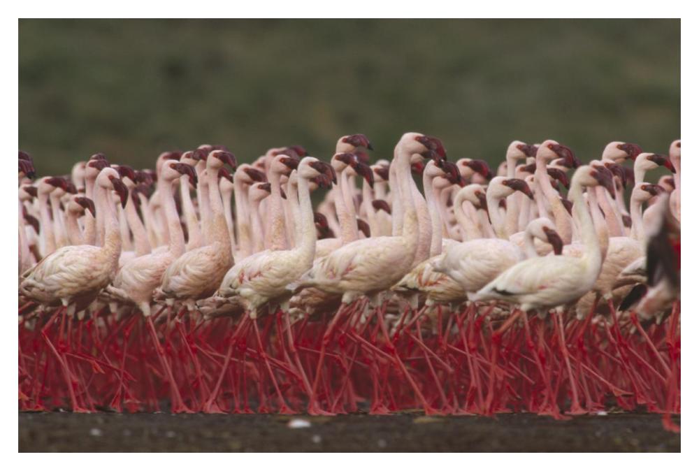 Lesser Flamingos in a mass courtship display, Kenya-Paper Art-20"x14"