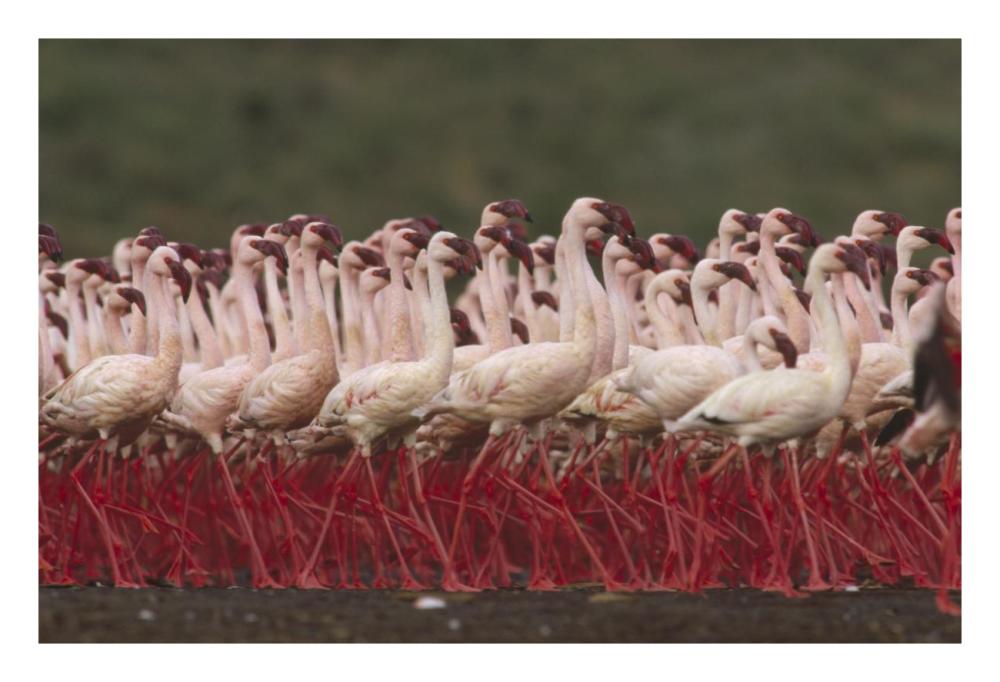 Lesser Flamingos in a mass courtship display, Kenya-Paper Art-26"x18"