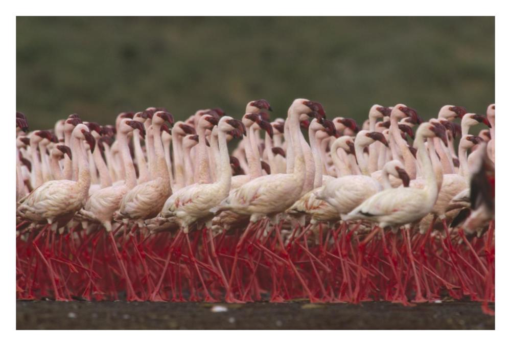 Lesser Flamingos in a mass courtship display, Kenya-Paper Art-32"x22"
