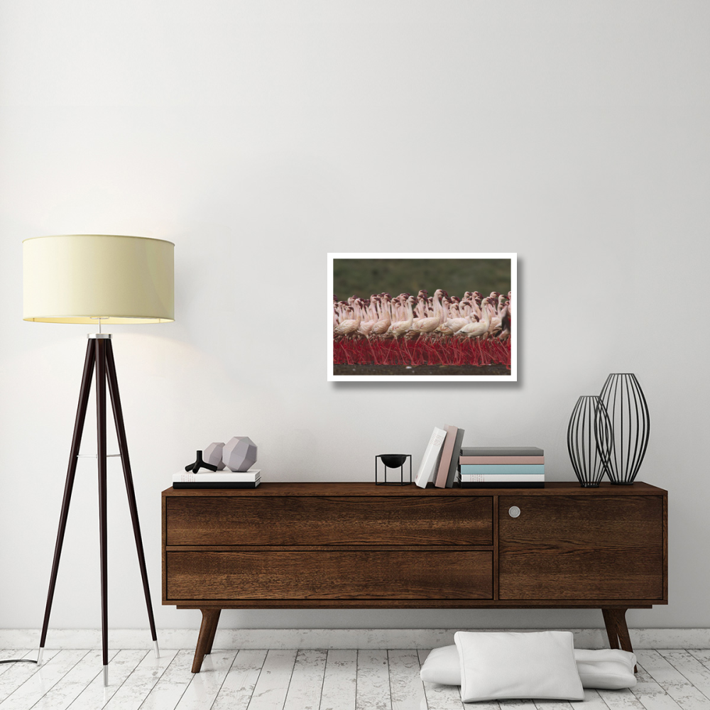 Lesser Flamingos in a mass courtship display, Kenya-Paper Art-32&quotx22"