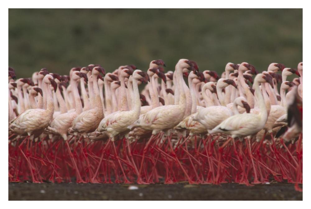 Lesser Flamingos in a mass courtship display, Kenya-Paper Art-38"x26"