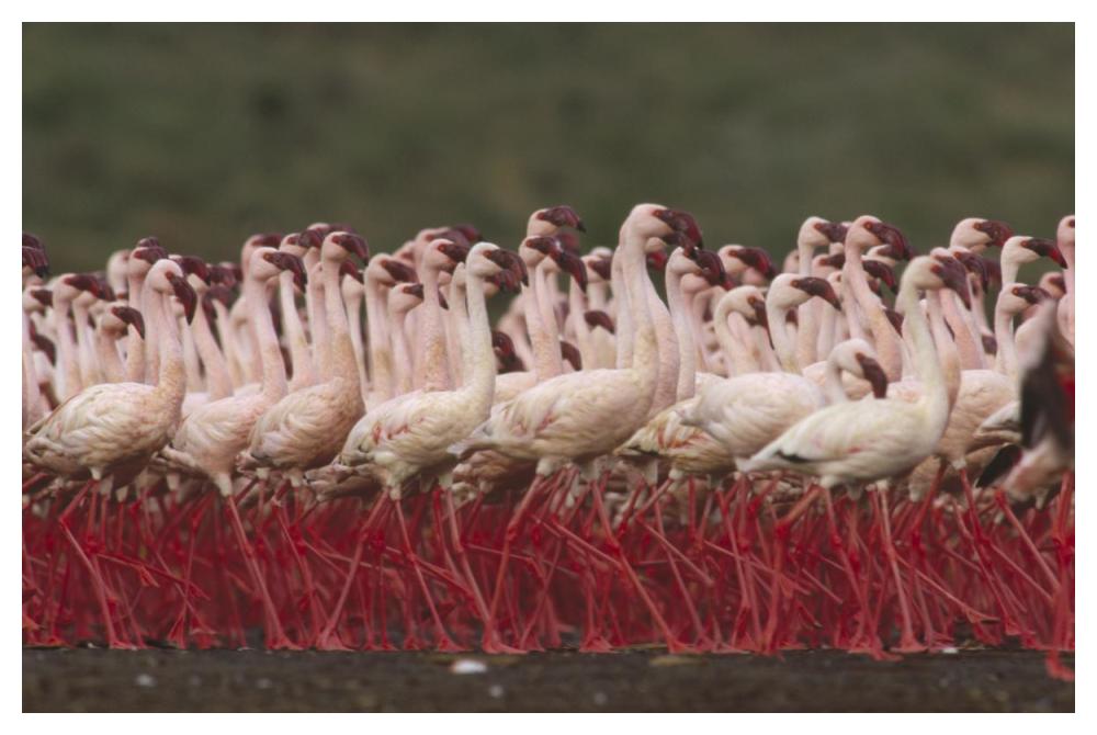 Lesser Flamingos in a mass courtship display, Kenya-Paper Art-50"x34"