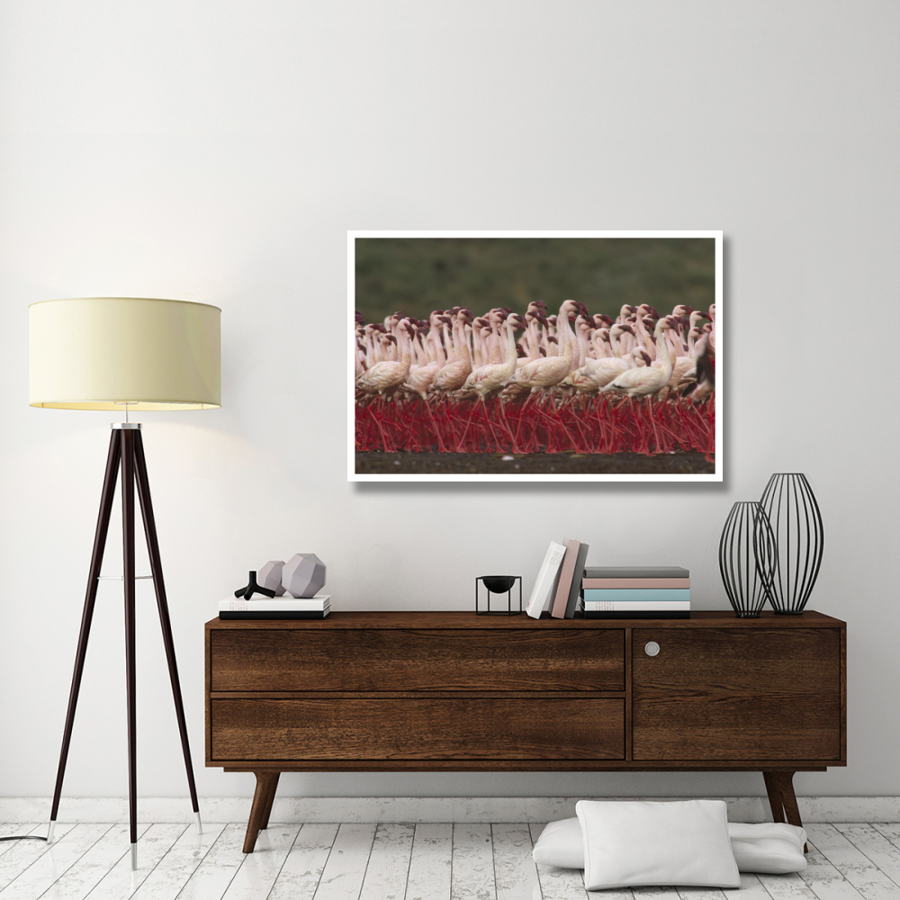 Lesser Flamingos in a mass courtship display, Kenya-Paper Art-50&quotx34"