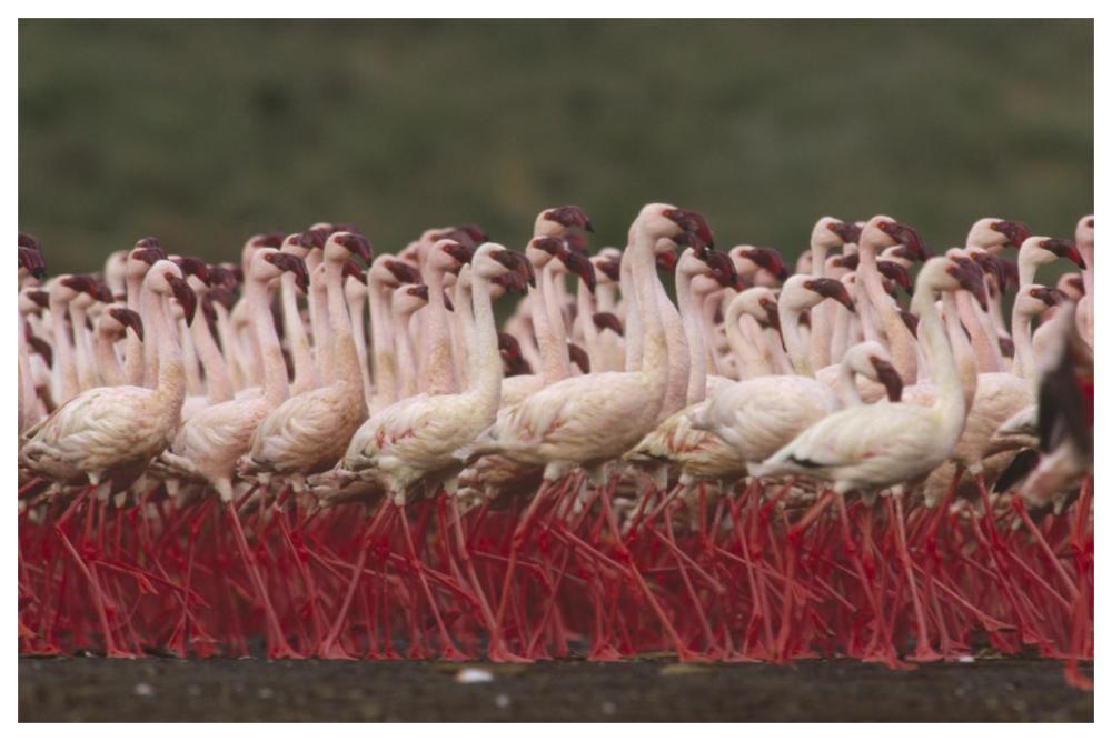 Lesser Flamingos in a mass courtship display, Kenya-Paper Art-62"x42"