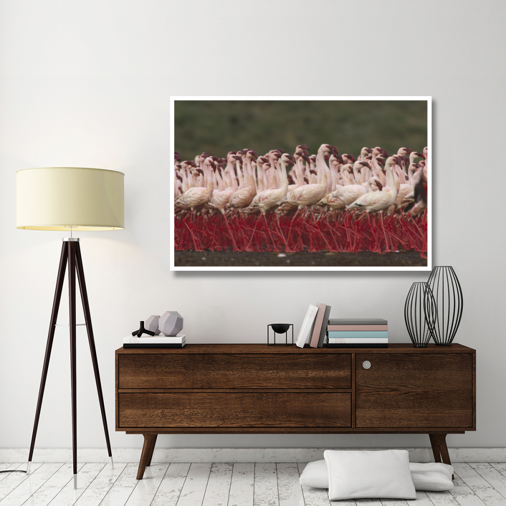 Lesser Flamingos in a mass courtship display, Kenya-Paper Art-62&quotx42"