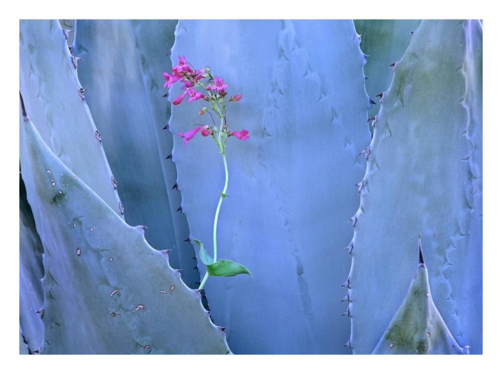 Agave and Parry's Penstemon close up, North America-Paper Art-26"x20"