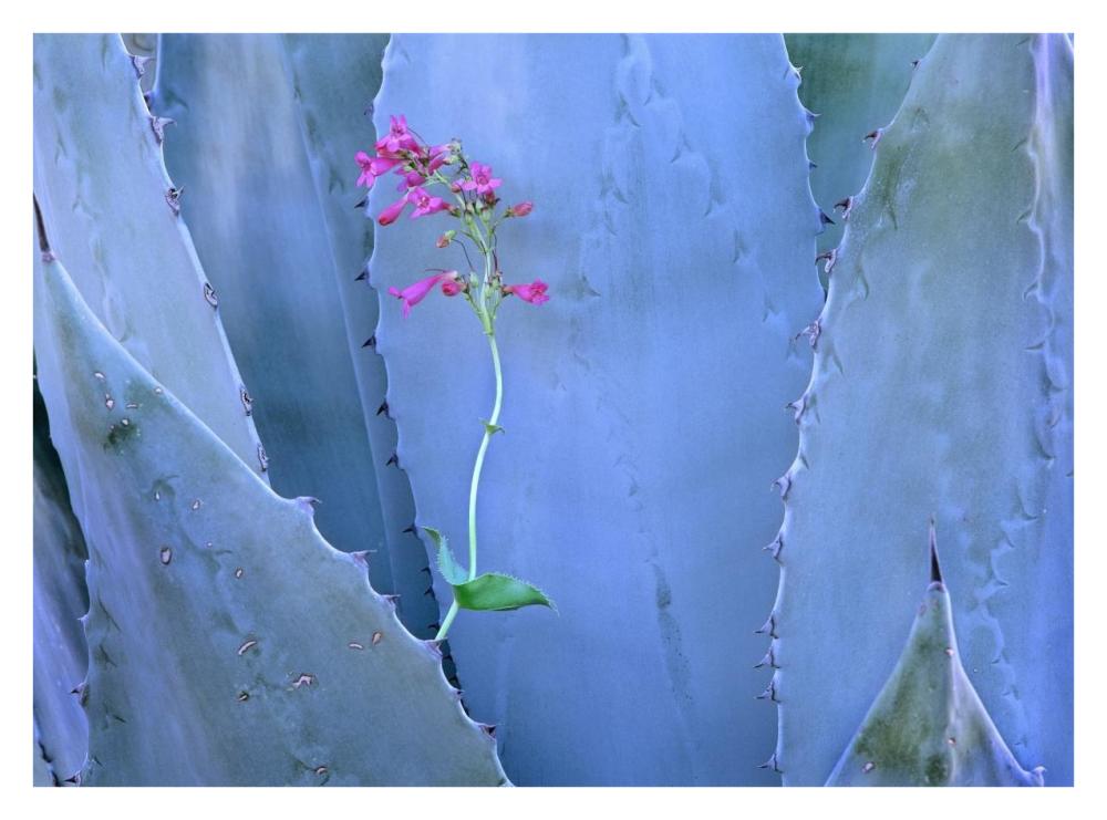 Agave and Parry's Penstemon close up, North America-Paper Art-34"x26"