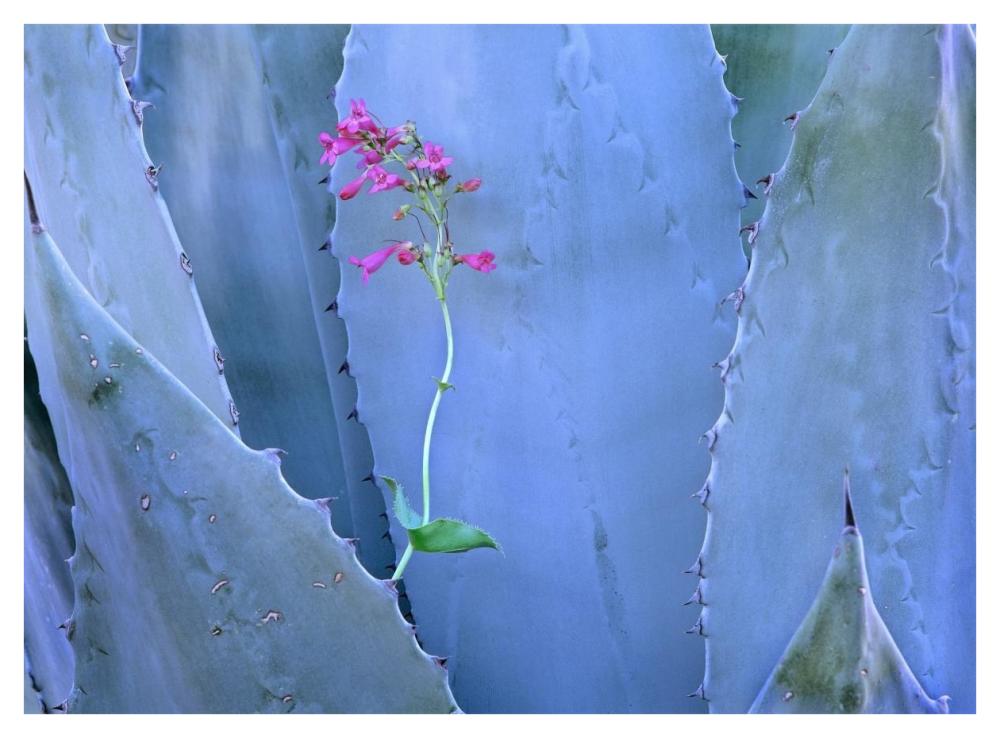 Agave and Parry's Penstemon close up, North America-Paper Art-42"x32"