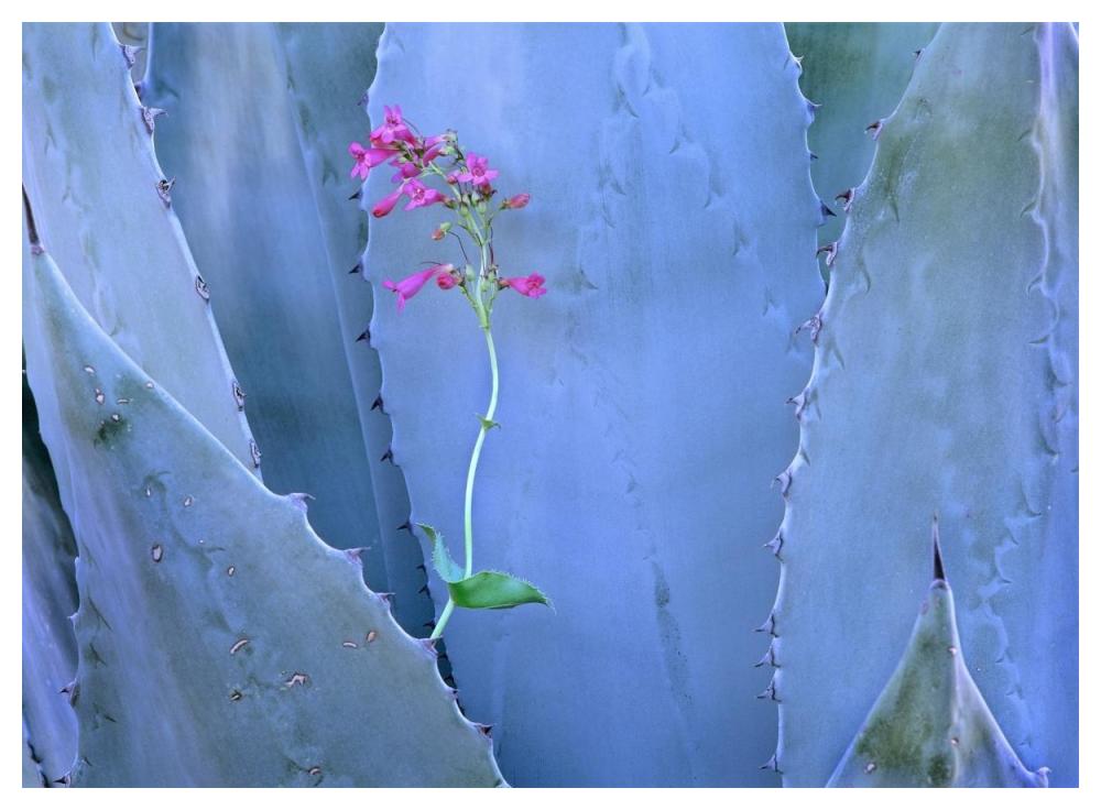 Agave and Parry's Penstemon close up, North America-Paper Art-50"x38"