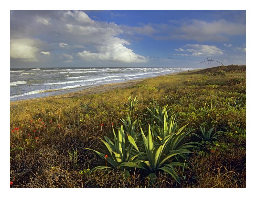 Apollo Beach at Canaveral National Seashore, Florida-Paper Art-26"x20"