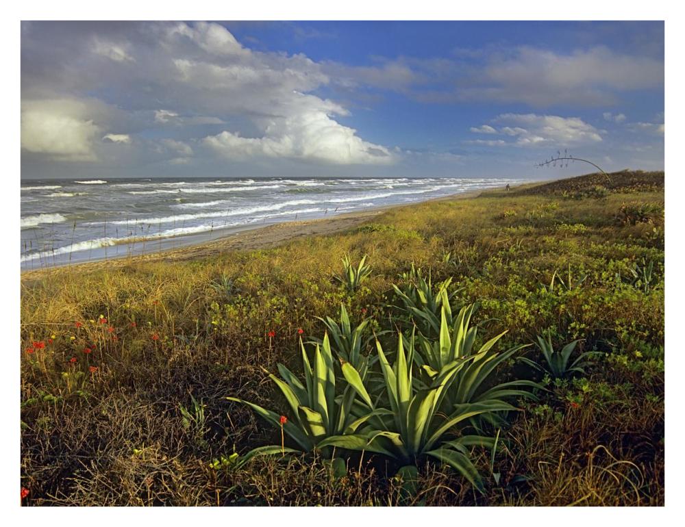 Apollo Beach at Canaveral National Seashore, Florida-Paper Art-34"x26"
