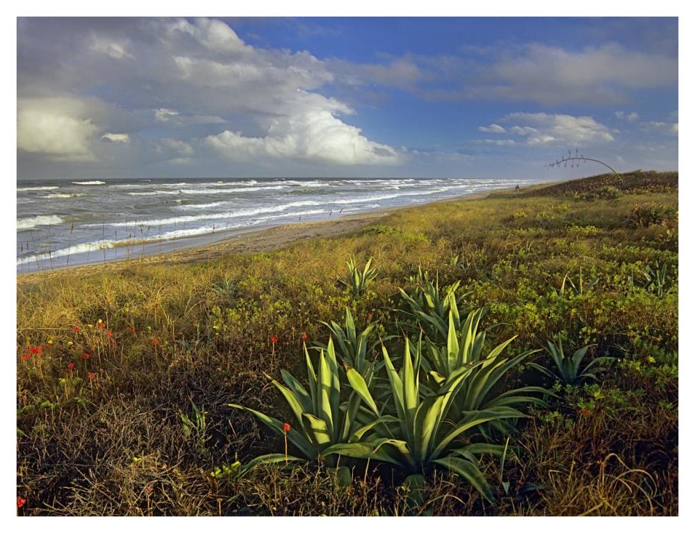 Apollo Beach at Canaveral National Seashore, Florida-Paper Art-42"x32"
