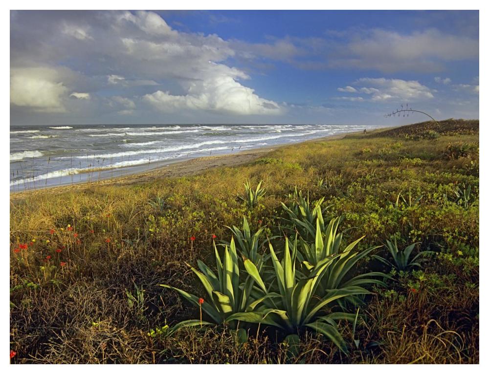 Apollo Beach at Canaveral National Seashore, Florida-Paper Art-50"x38"