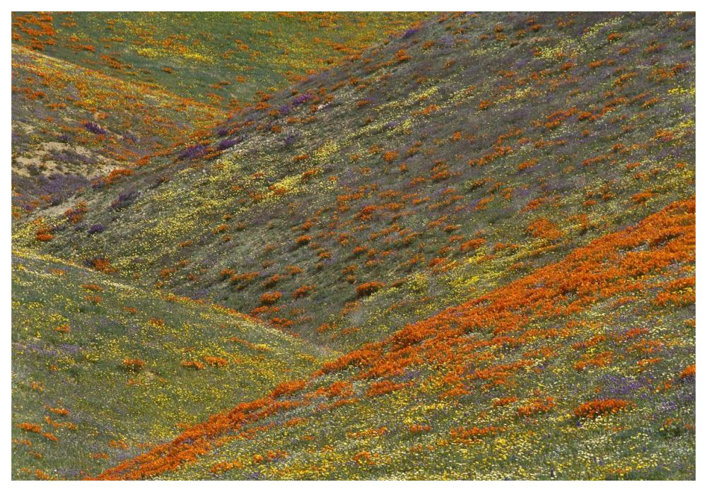 Wildflowers, Tehachapi Hills near Gorman, California-Paper Art-62"x42"