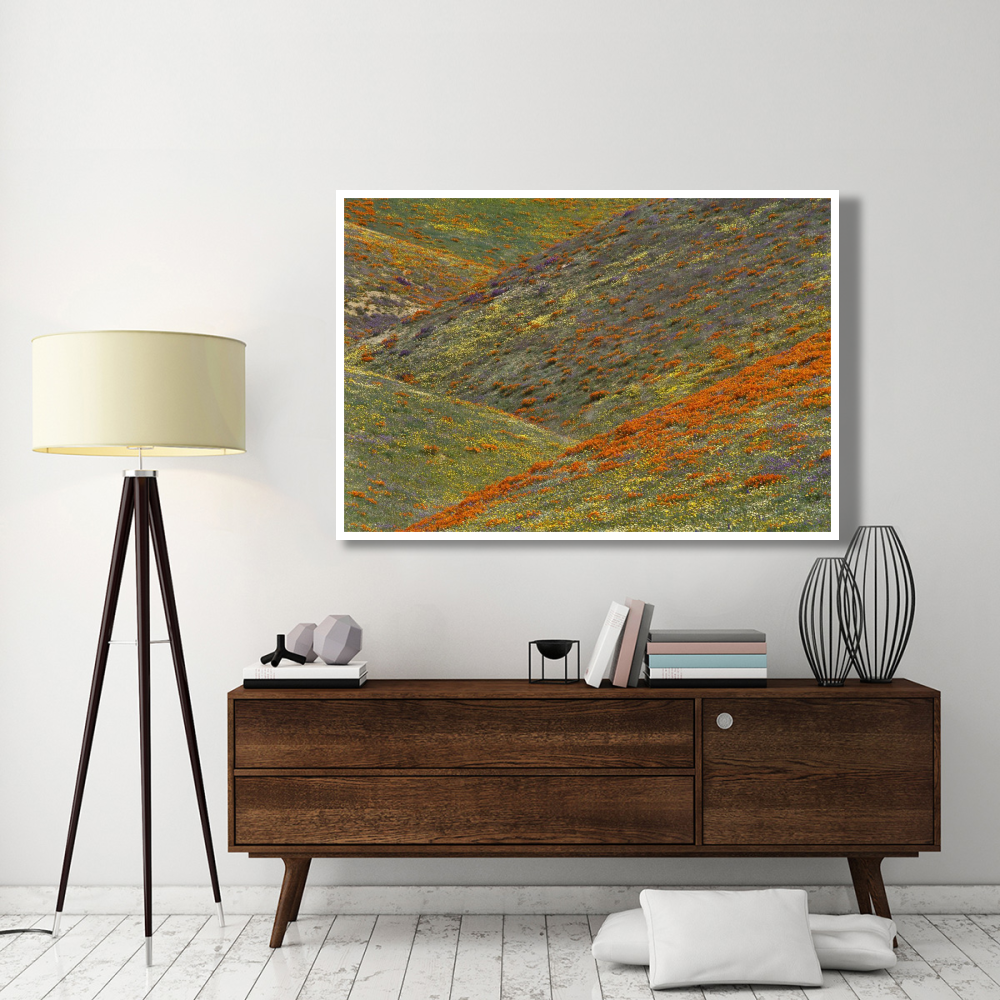 Wildflowers, Tehachapi Hills near Gorman, California-Paper Art-62&quotx42"