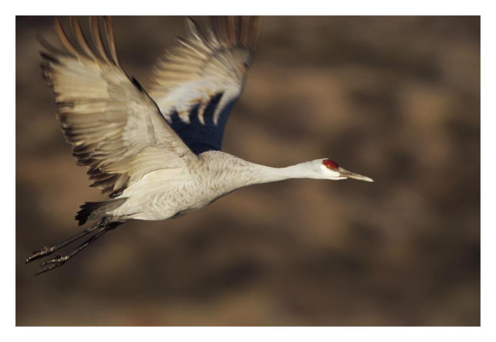 Sandhill Crane flying, Bosque Del Apache, New Mexico-Paper Art-32"x22"
