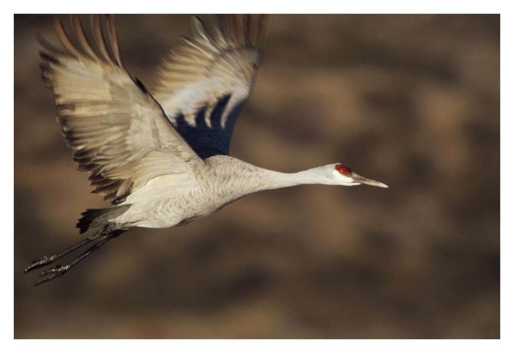 Sandhill Crane flying, Bosque Del Apache, New Mexico-Paper Art-38"x26"