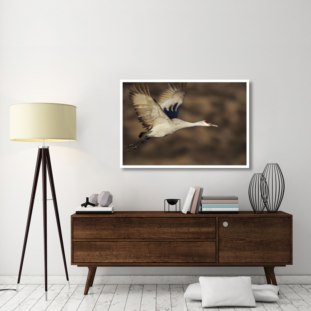 Sandhill Crane flying, Bosque Del Apache, New Mexico-Paper Art-50&quotx34"