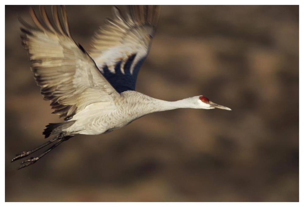 Sandhill Crane flying, Bosque Del Apache, New Mexico-Paper Art-62"x42"