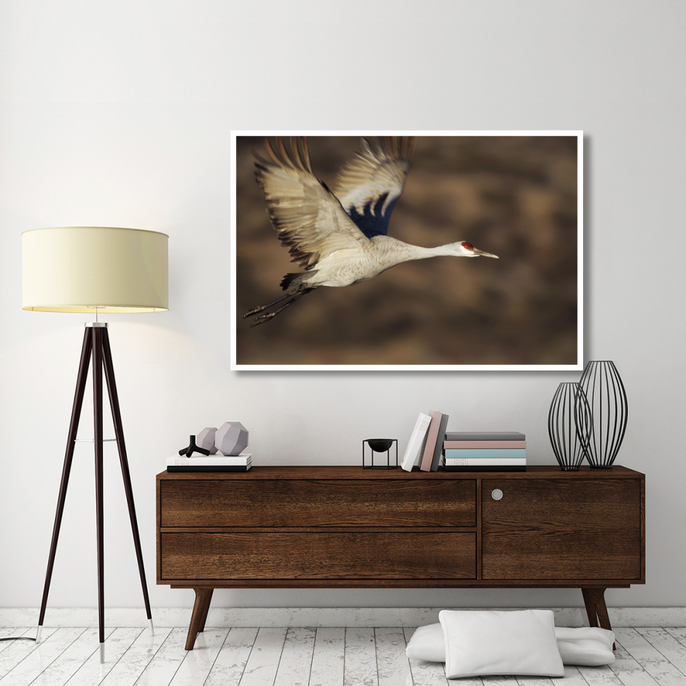 Sandhill Crane flying, Bosque Del Apache, New Mexico-Paper Art-62&quotx42"