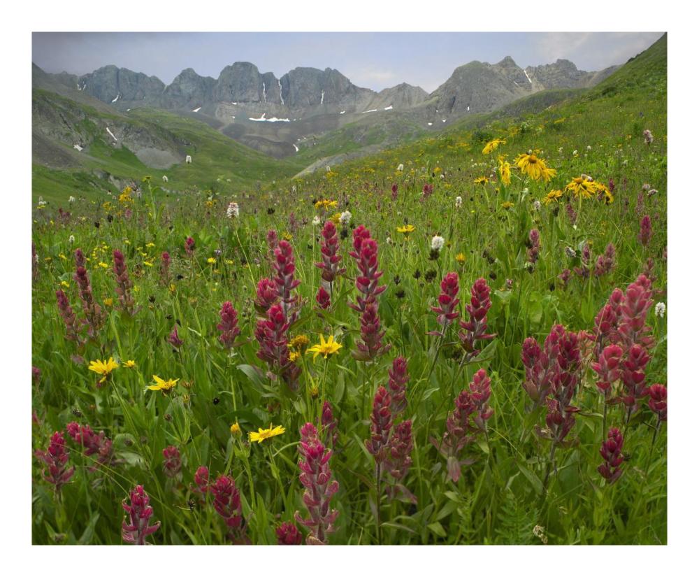 Indian Paintbrush meadow at American Basin, Colorado-Paper Art-22"x18"