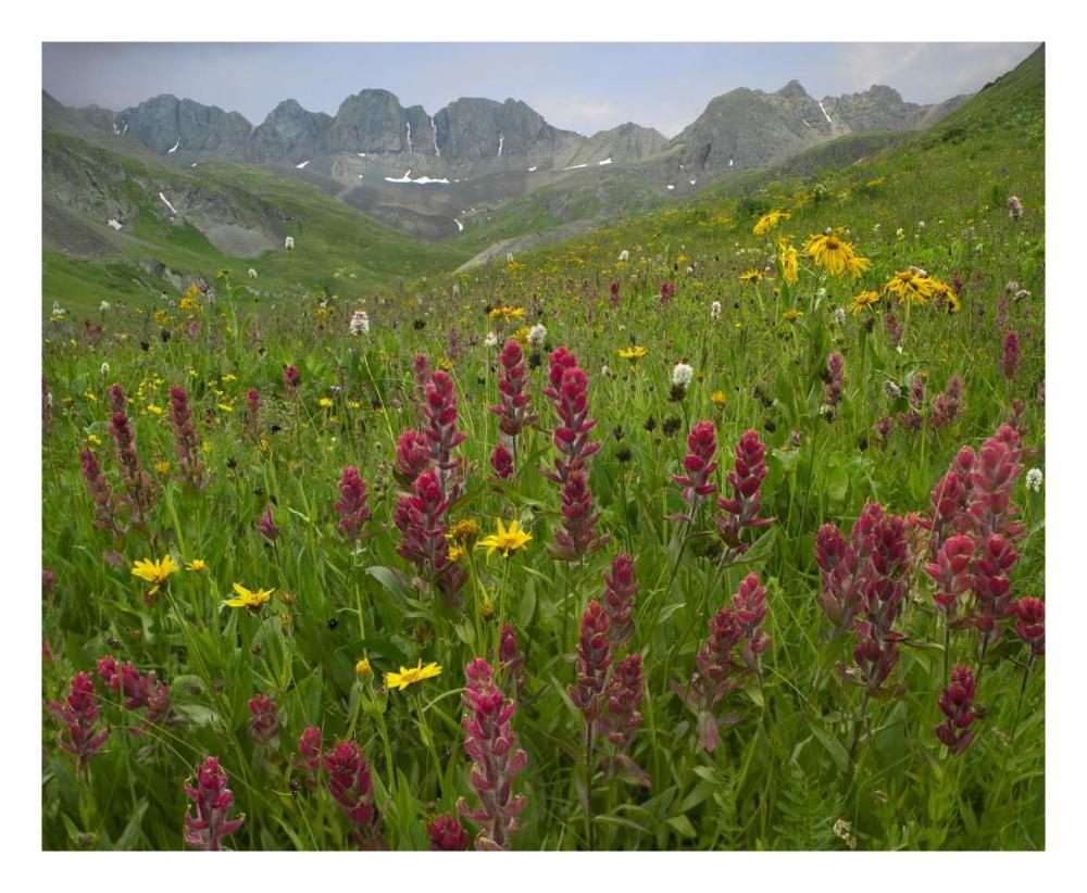 Indian Paintbrush meadow at American Basin, Colorado-Paper Art-26"x22"