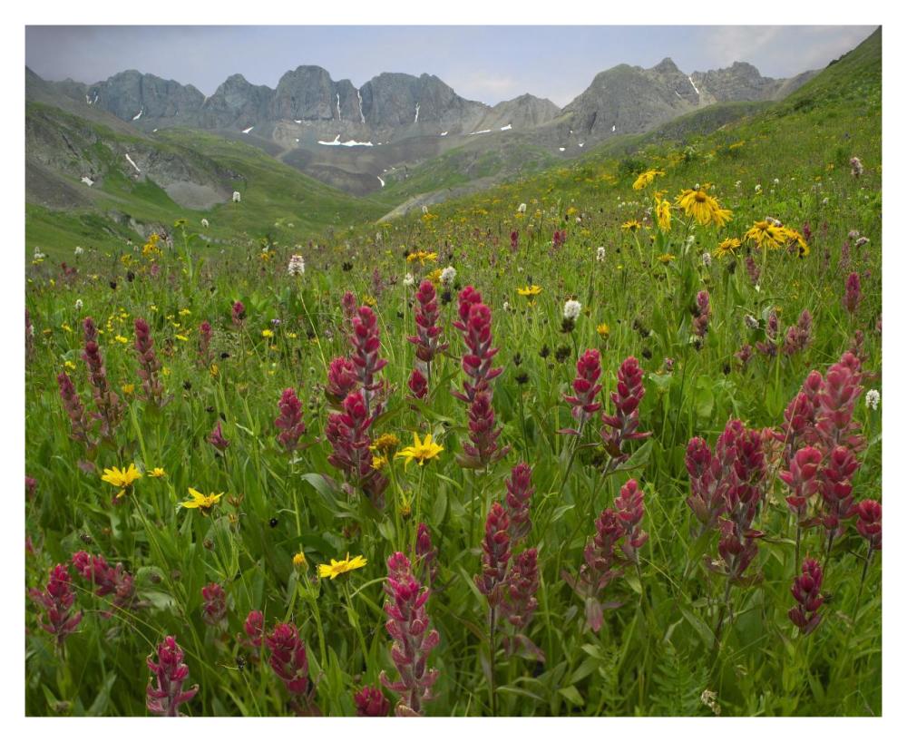 Indian Paintbrush meadow at American Basin, Colorado-Paper Art-37"x30"