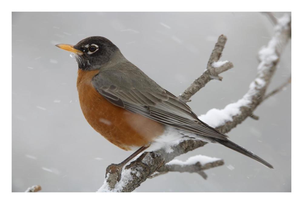American Robin perching in snow storm, North America-Paper Art-26"x18"